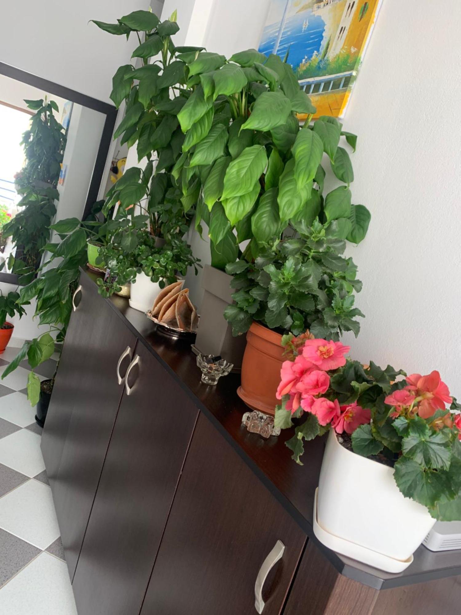 Guesthouse Jasmine Ксамил Екстериор снимка